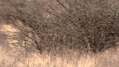 One-of-the-near-to-extinction-endangered-black-rhinos-walking-through-the-Kalahari-bushveld