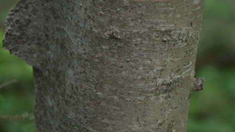 traveling up along the trunk of a birch tree