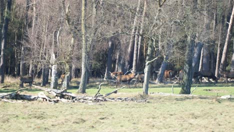 red hinds and stags in wild forest at de hoge veluwe national park in netherlands