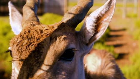 spiral-horned common eland in enclosed camp walks straight up to camera