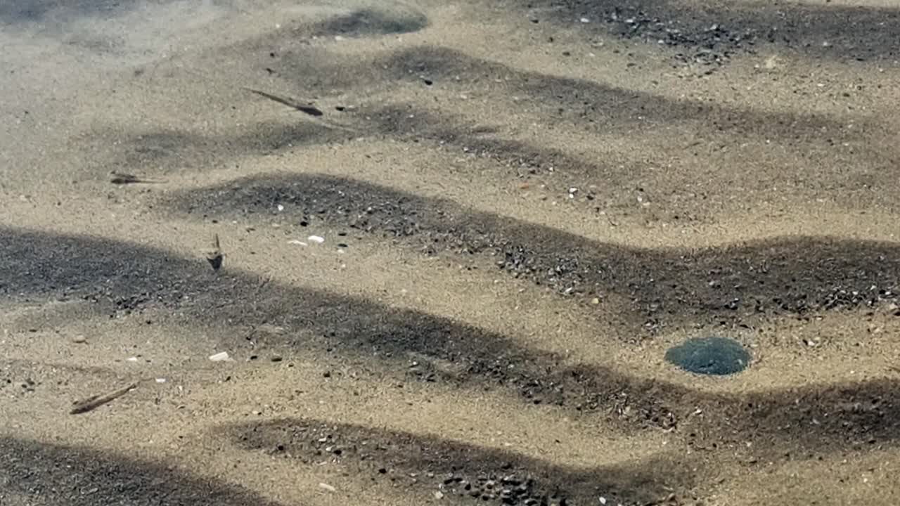 School of tiny black Goby fish swimming in shallow beach pool between sandy ridges