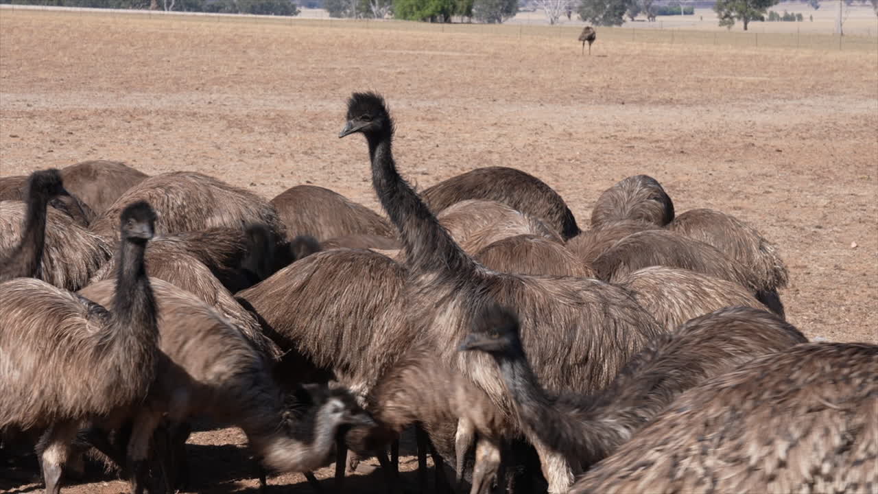 A group of young Emu birds in Australia