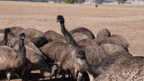 a group of young emu birds in australia