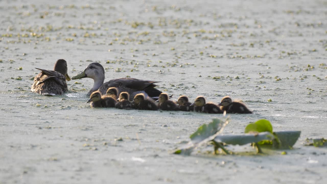 patos mallardos y patos nadando juntos a través del agua de algas