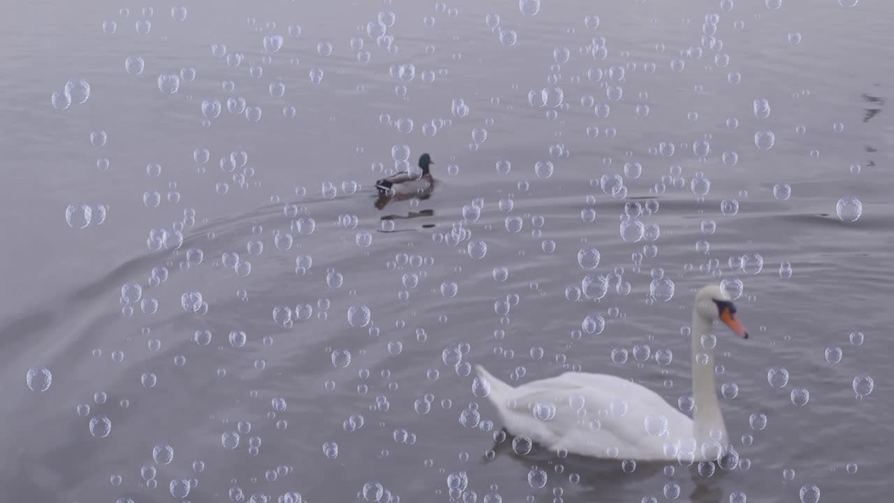 animación de burbujas sobre pato y cisne en el lago
