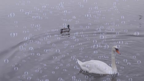 Animation-Von-Blasen-über-Ente-Und-Schwan-Auf-Dem-See