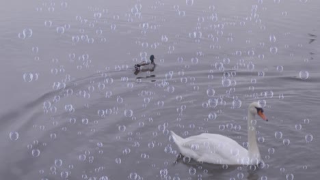 Animación-De-Burbujas-Sobre-Pato-Y-Cisne-En-El-Lago