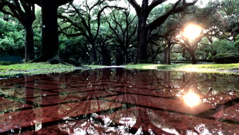 tranquil scene of a flooded brick sidewalk reflecting the surrounding oak trees background