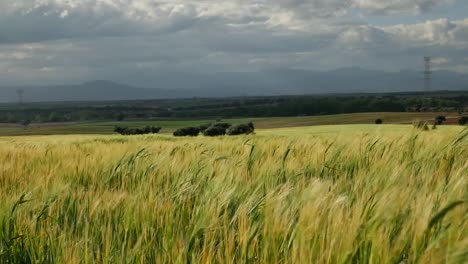 a wheat field in a windy day