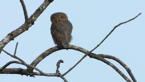 boreal owl pray in tree UHD 4k Mp4 