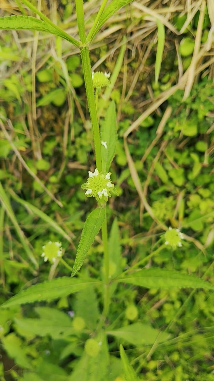 Small White Wildflower Blooming in a Grassy Meadow