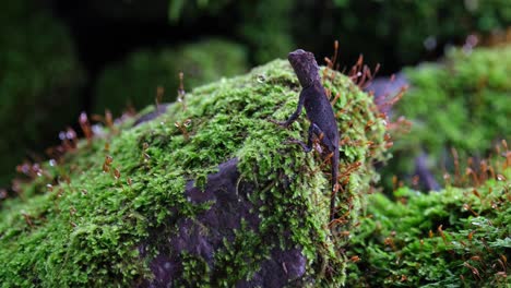 hanging on the side of a rock covered with moss, brown pricklenape acanthosaura lepidogaster, khao yai national park