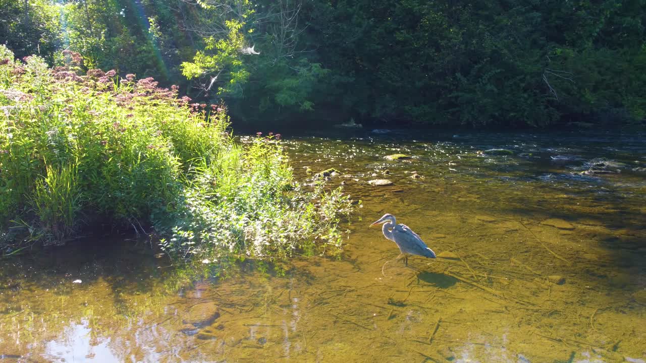 Dolly shot arcing around a Great Blue Heron standing on the bank of a shallow flowing river, the morning summer sun creating a lens flare on a beautiful day in nature, Canada