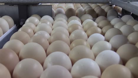 close-up of dozens of eggs arranged in belt machines in an industrial warehouse