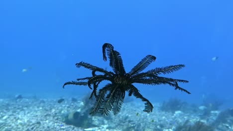 a swimming black feather star