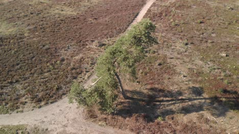 aerial view circling around a pine tree on a crossing of roads in a dry moorland in the netherlands