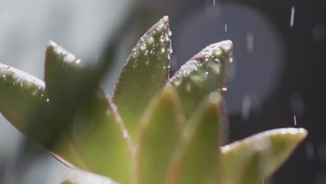 close up, water droplets falling on succulent plant leaves