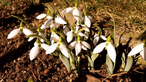 flying bees to snowdrop flowers