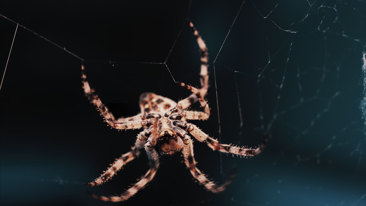 Close up of a spider sitting in its web, showing intricate details of its body and fine silk threads