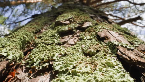 large trunk of pine tree covered with green lichen in forest