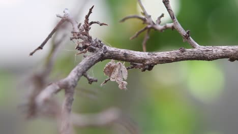 seen under a twig preening its forelegs and antennae