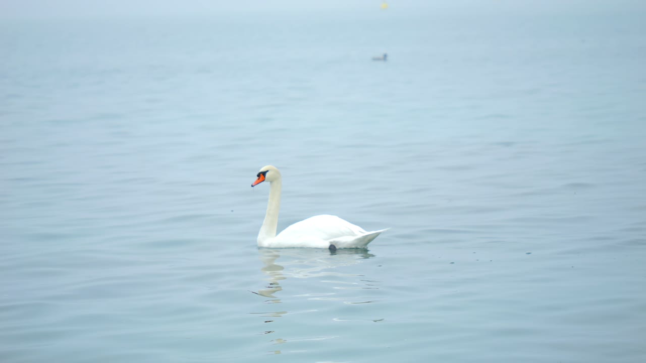 gracioso único cisne blanco mudo comiendo algas flotando en aguas tranquilas