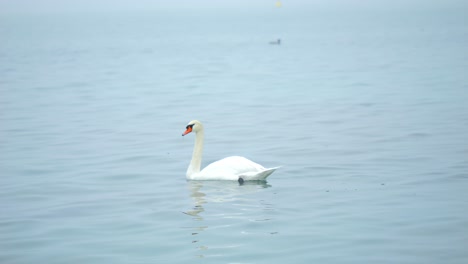 gracioso único cisne blanco mudo comiendo algas flotando en aguas tranquilas