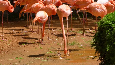Pink-flamingo-filtering-food-with-beak-from-shallow-muddy-water-in-the-zoo-of-Grand-Seoul-Park