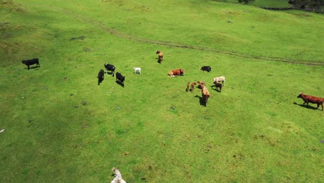 cattle and cows grazing in the azores