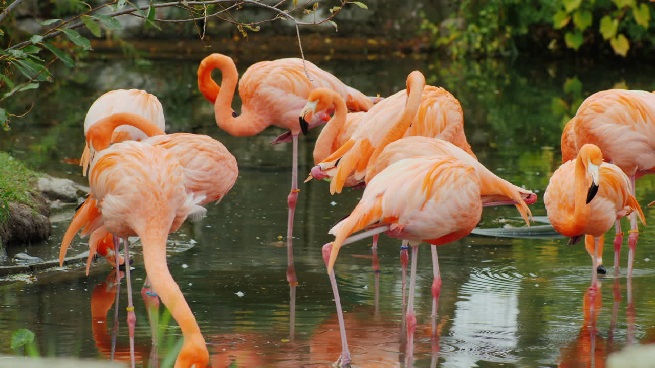 핑크 플라밍고 preening