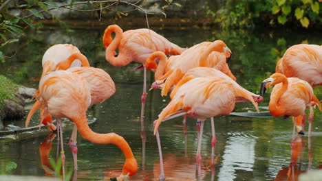 pink flamingos preening