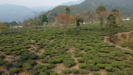 Drone-shot-or-motion-shot-of-tea-garden