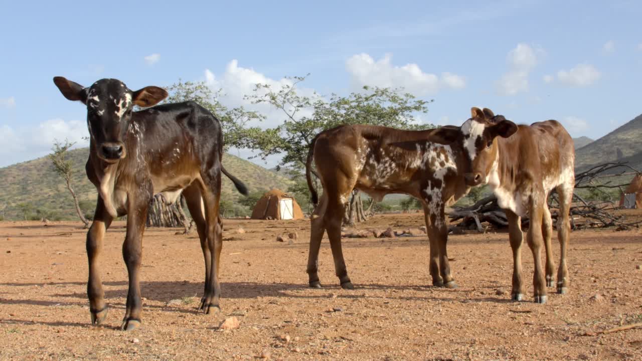 This is the arid region of Northern namibia called Himbaland