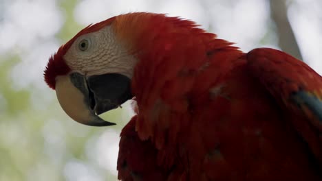 close up of red amazon scarlet macaw parrot in tropical jungle