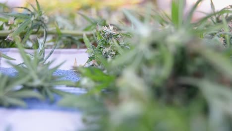 harvested cannabis buds waiting on the table for trimming