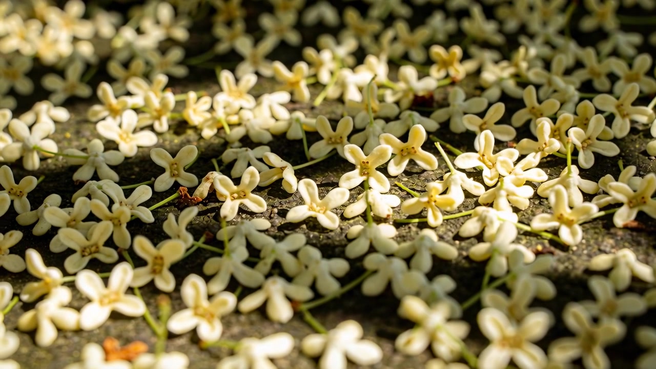 Shifting camera bringing small pale flowers into focus on dark path, revealing petal detail