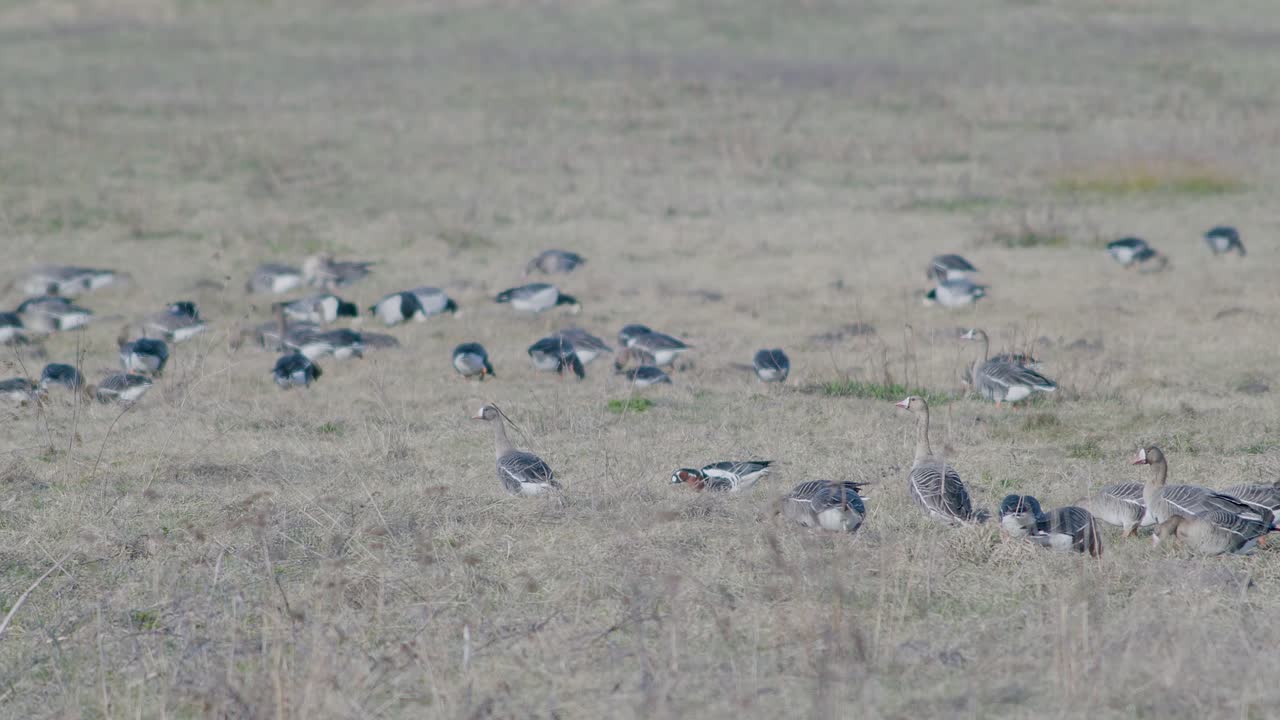 manada de gansos de frente blanca en el prado de hierba seca alimentándose durante la migración de primavera
