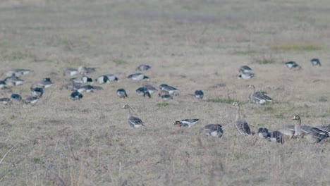 White-fronted-geese-flock-on-dry-grass-meadow-field-feeding-during-spring-migration