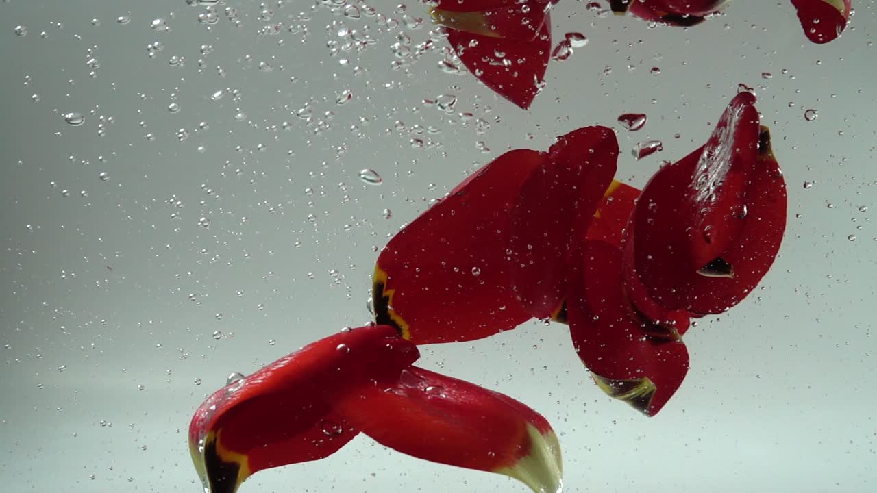 水に落ちるチューリップの花びら。背景。スローモーション。