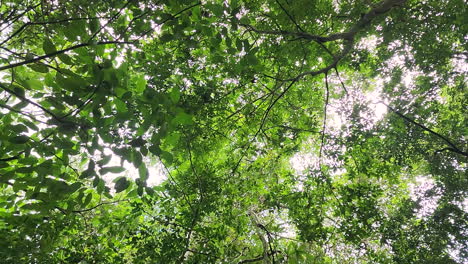 looking up into lush forest tree canopy, leaves swaying in breeze