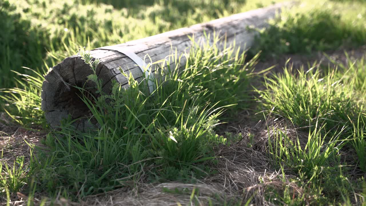 un gran trozo de madera tirado en el campo de hierba