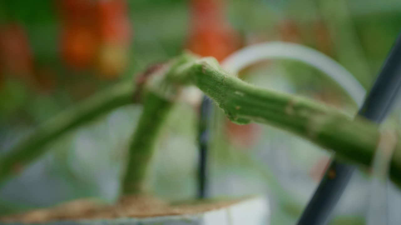 Tomato stem plant growing process at plantation closeup. Macro seasonal farming.