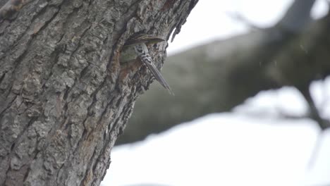 a northern flicker bird exiting a hollow tree cavity during a snow storm, ontario