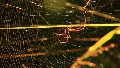 el intrincado proceso de hilado de la telaraña está en plena exhibición en este metraje de una araña tejedora de seda dorada