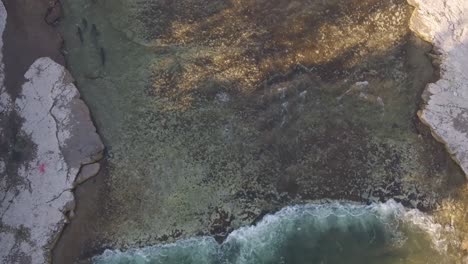 salmon swimming near the shore in shallow clear water by a rocky coastline, aerial view