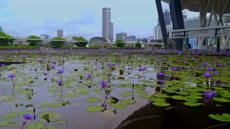 Blick-Auf-Die-Moderne-Skyline-Von-Singapur-Vom-Olympic-Walk-Aus-Mit-Einem-Seerosenbeet-Im-Vordergrund