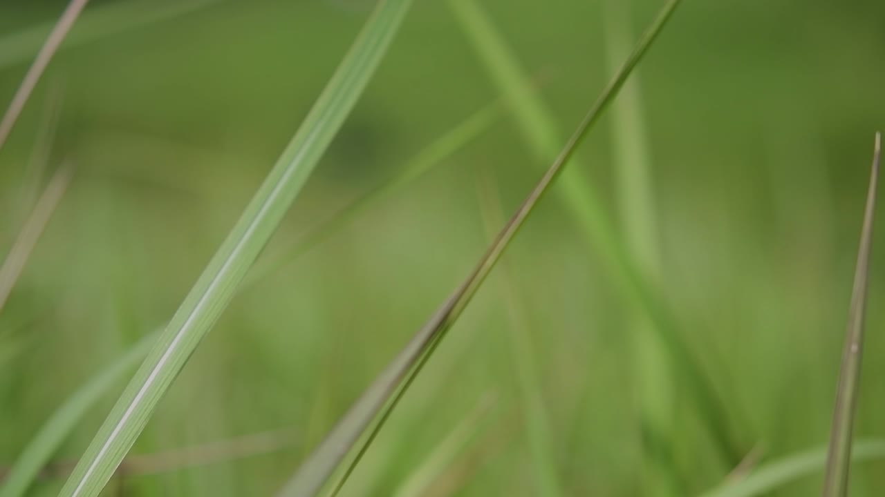 una hierba perenne originaria de asia tropical y subtropical y también introducida en varios países