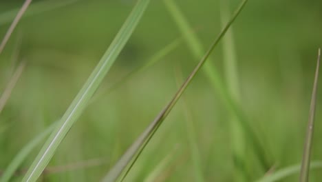 a perennial grass native to tropical and subtropical asia and also introduced to several countries