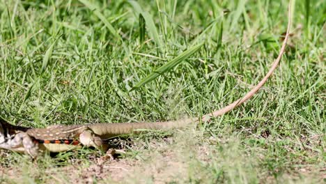 a lizard scurries swiftly through the green grass.