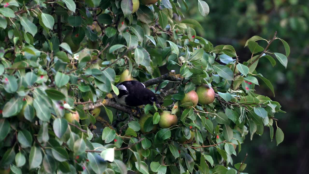 A slow-motion shot of a Eurasian magpie (Pica pica) perched on an apple tree, aggressively pecking at an apple. Its jerky movements capture a moment of determined frustration in the wild.